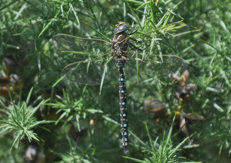 [marshhawker1]