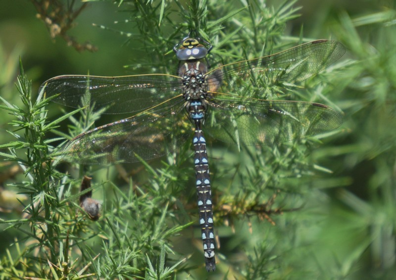 [marshhawker2]
