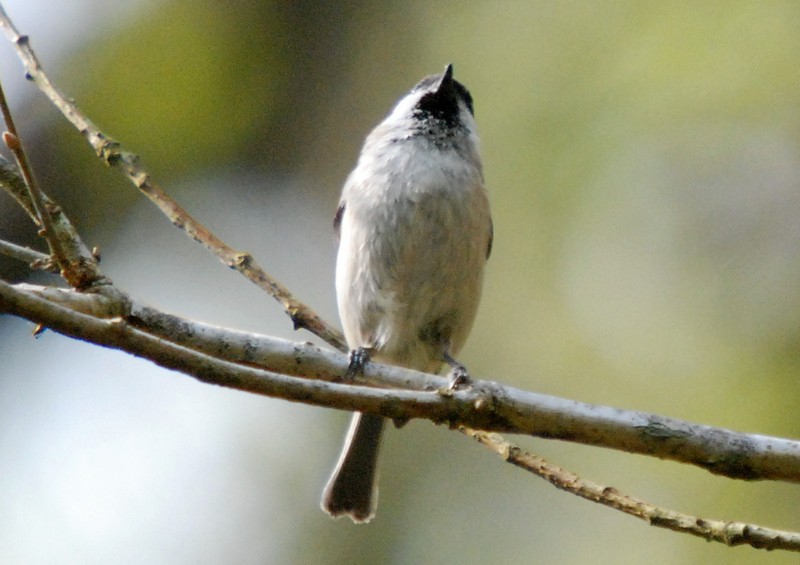 [marshtit1]