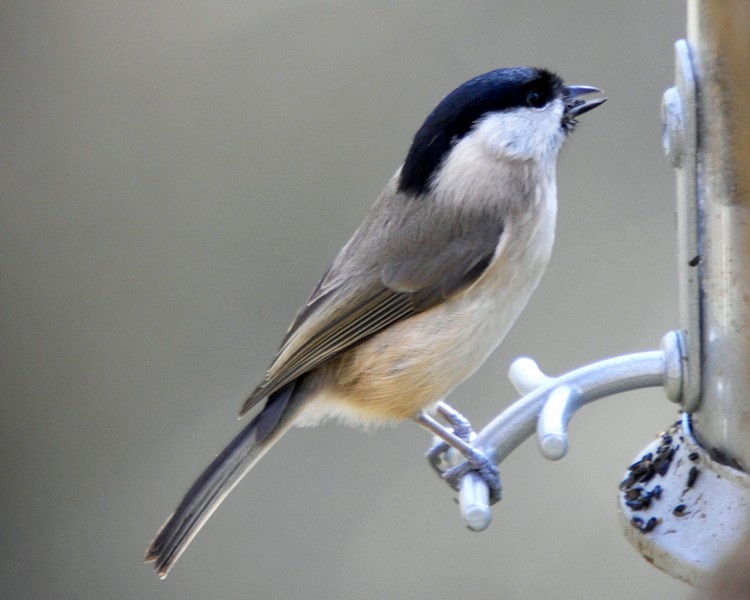 [marshtit7]