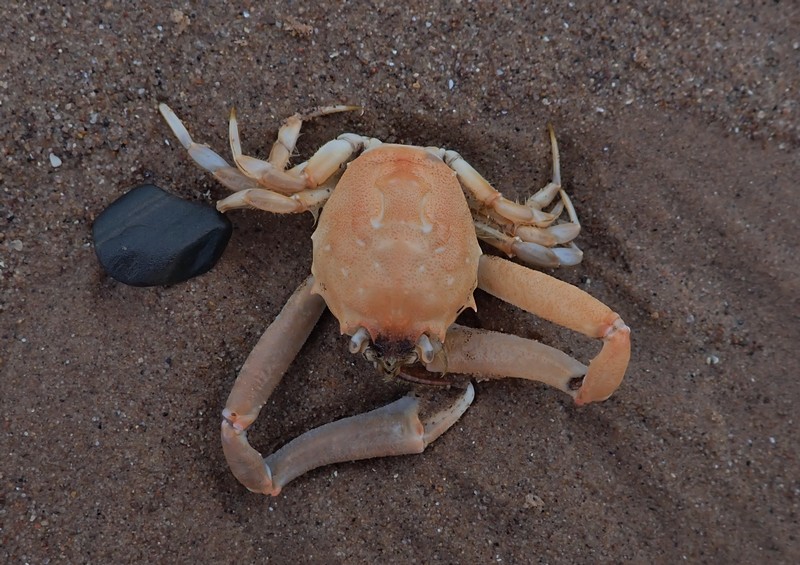 [maskedcrab1]