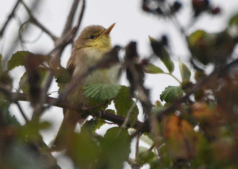 [melodiouswarbler3]