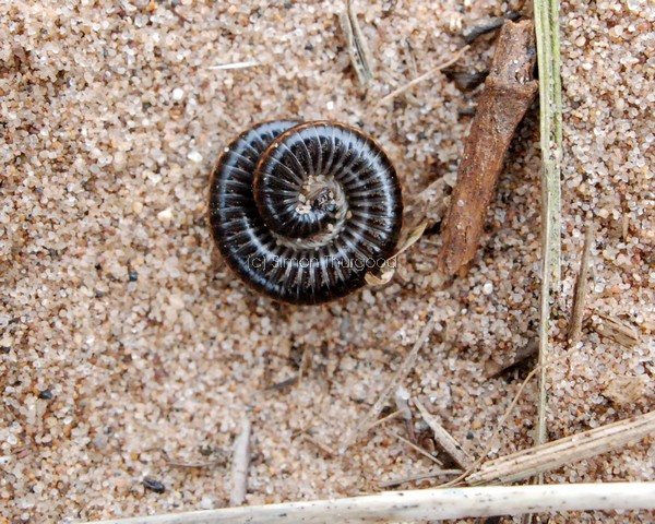 [millipede1]