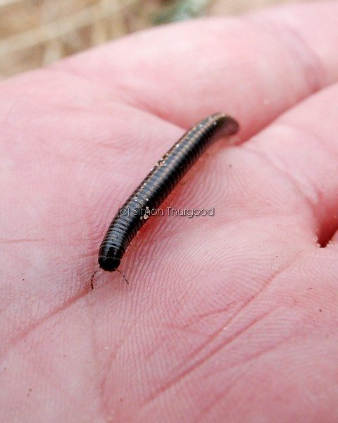 [millipede2]