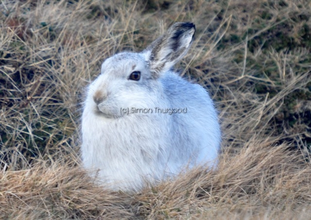 [mountainhare3]