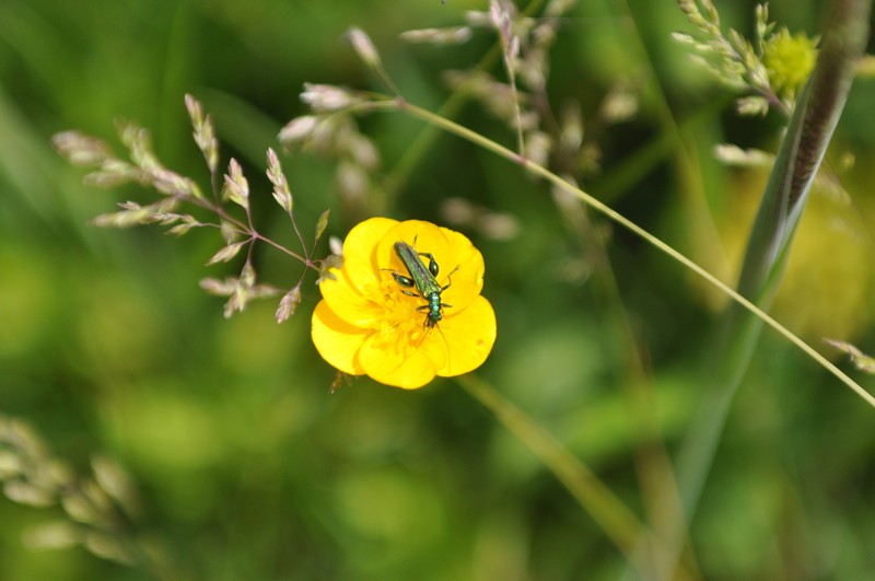 [oedemeranobilis2]