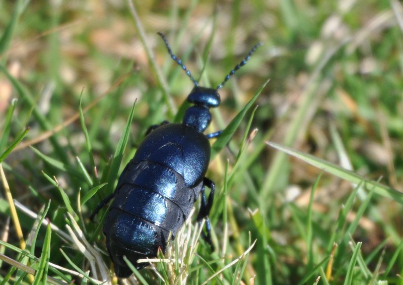 [oilbeetle1]