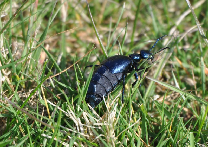 [oilbeetle2]