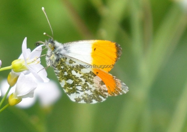 [orangetip9]