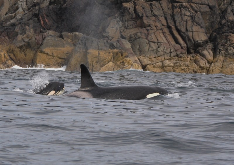 [orca4]