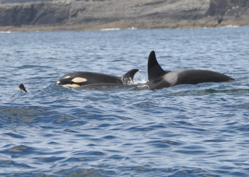 [orca9]