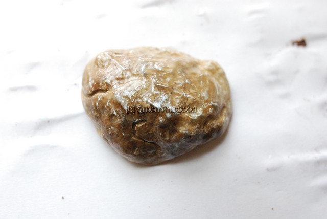 [oysters1]
