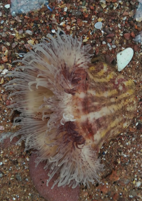 [parasiticanemone3]