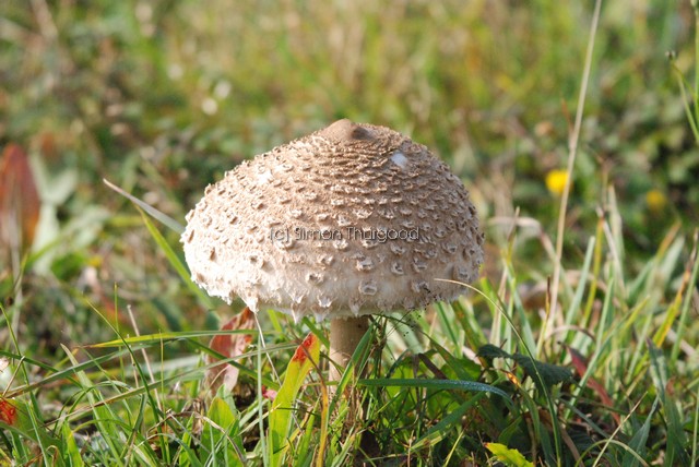 [parasolmushroom1]