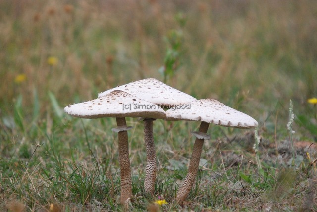[parasolmushroom4]