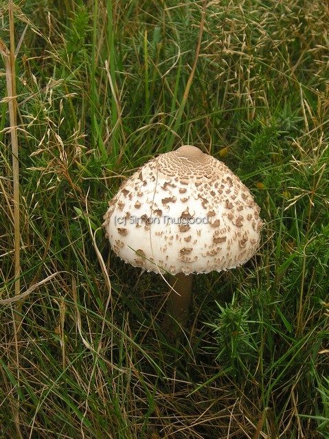 [parasolmushroom5]