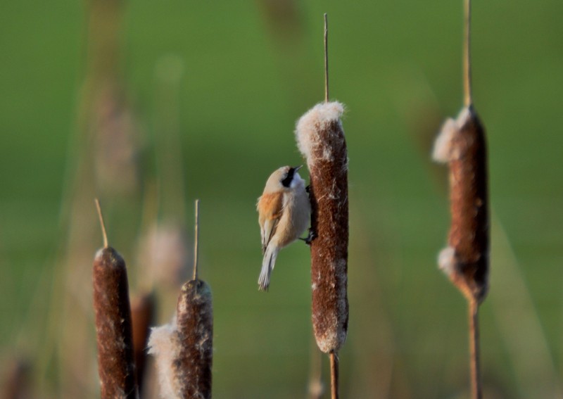 [pendulinetit3]