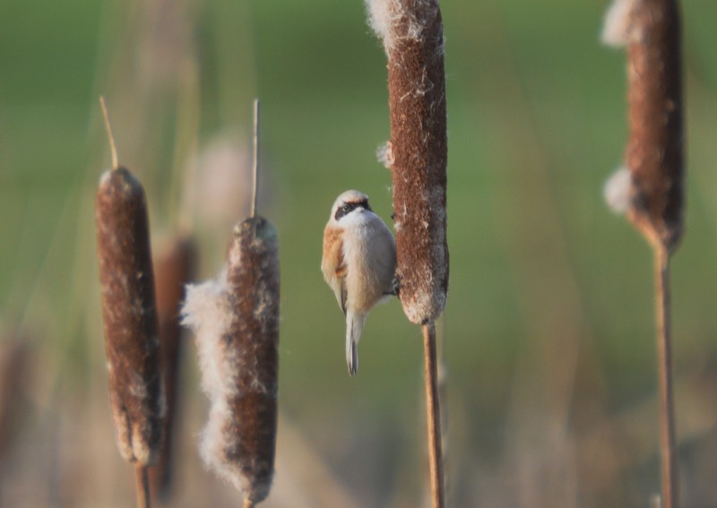[pendulinetit4]