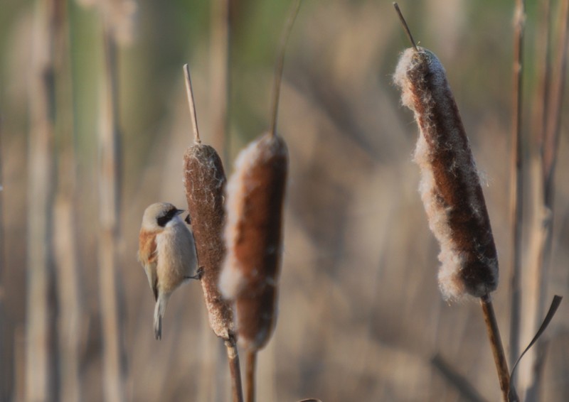 [pendulinetit6]