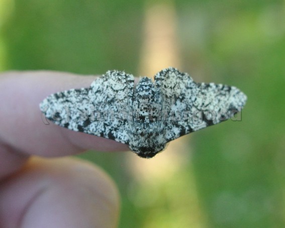 [pepperedmoth1]
