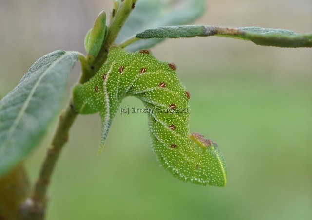[poplarhawkmoth1]