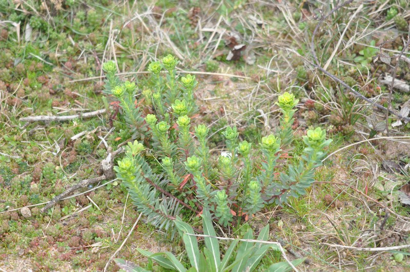 [portlandspurge1]