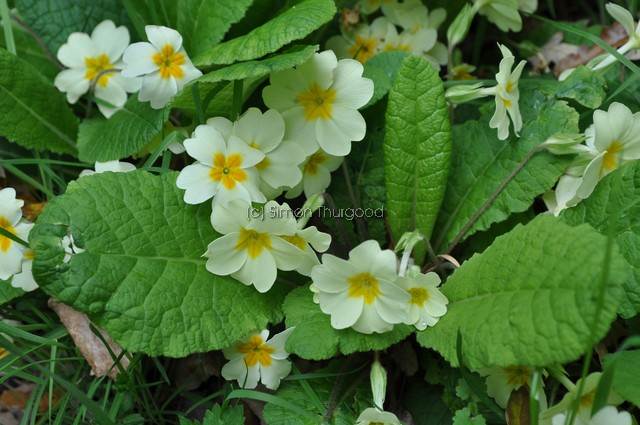 [primrose1]