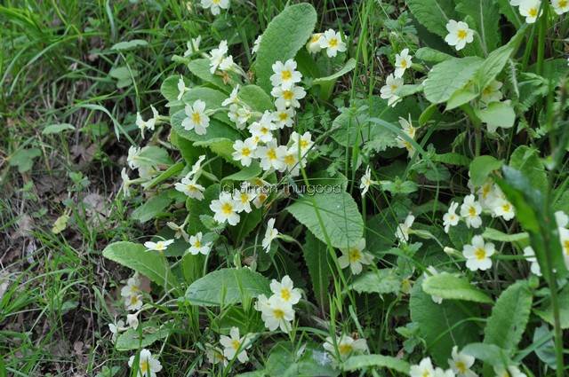 [primrose2]