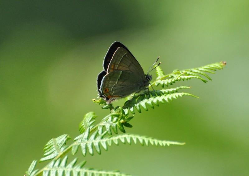 [purplehairstreak2]