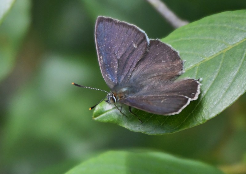 [purplehairstreak5]