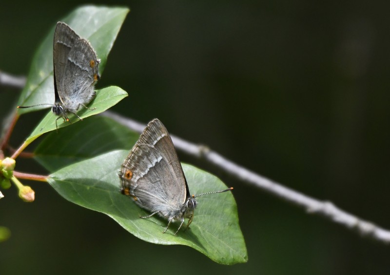 [purplehairstreak6]
