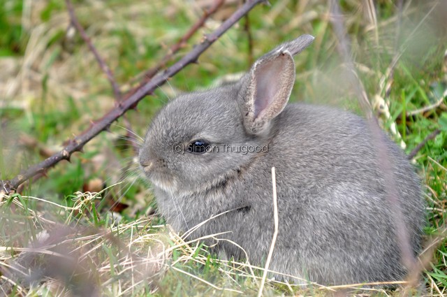 [rabbit1]