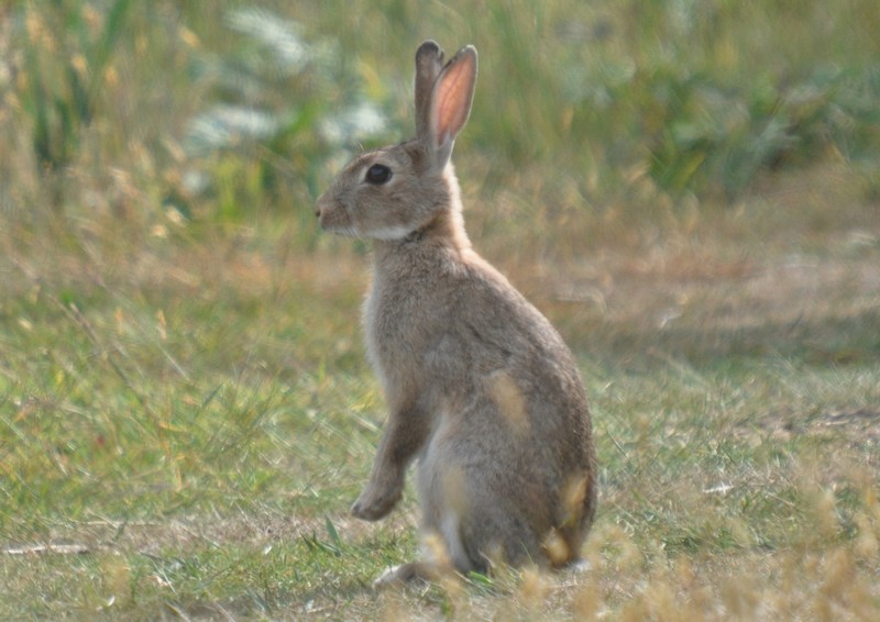 [rabbit4]