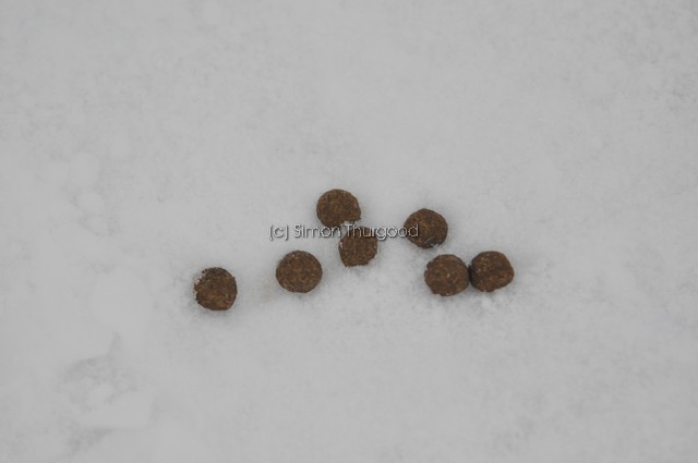 [rabbitsigns1]