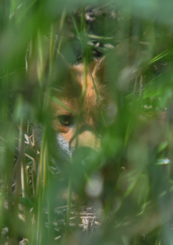 [redfox14]