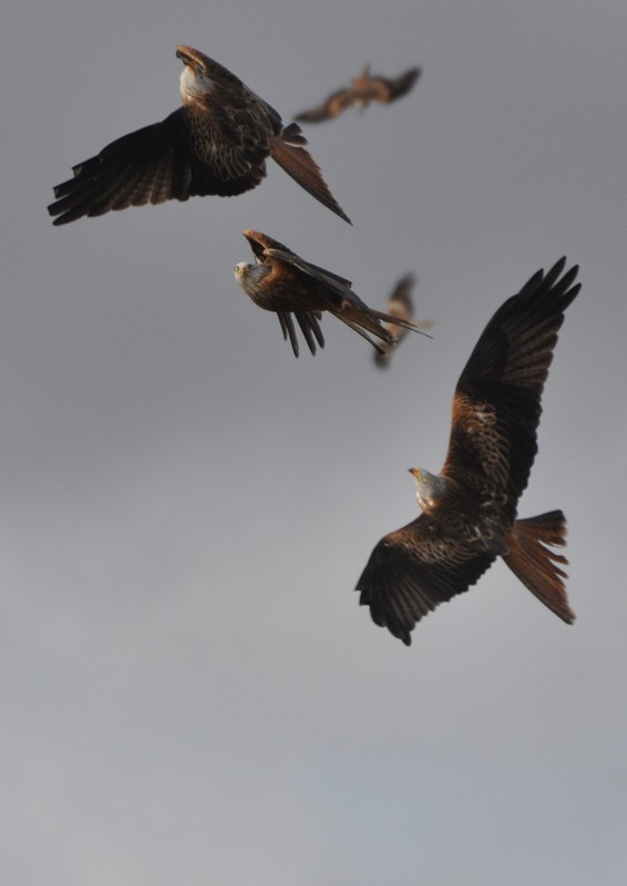 [redkite17]