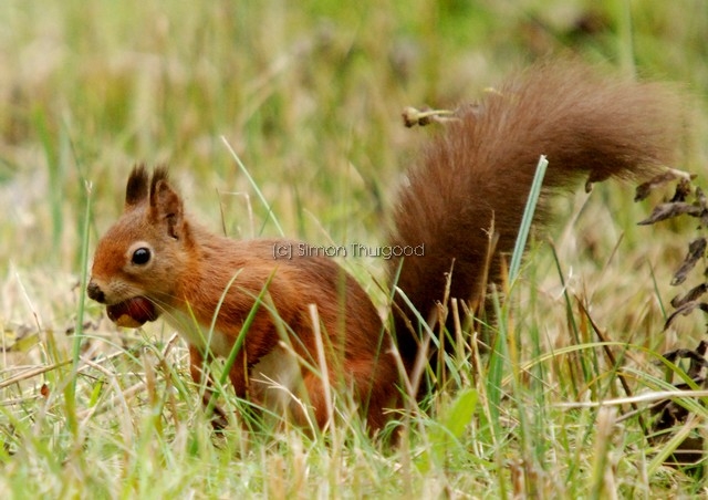 [redsquirrel3]