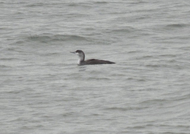 [redthroateddiver1]