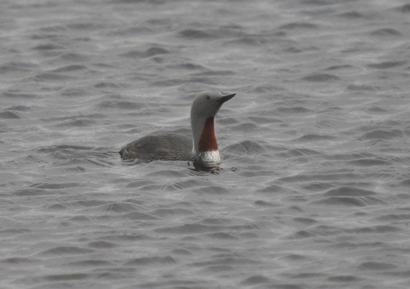 [redthroateddiver13]