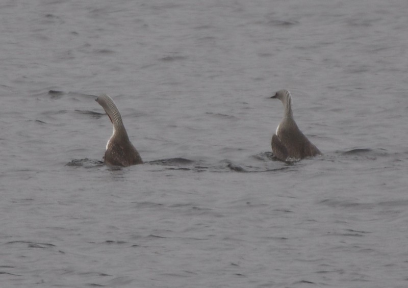 [redthroateddiver18]