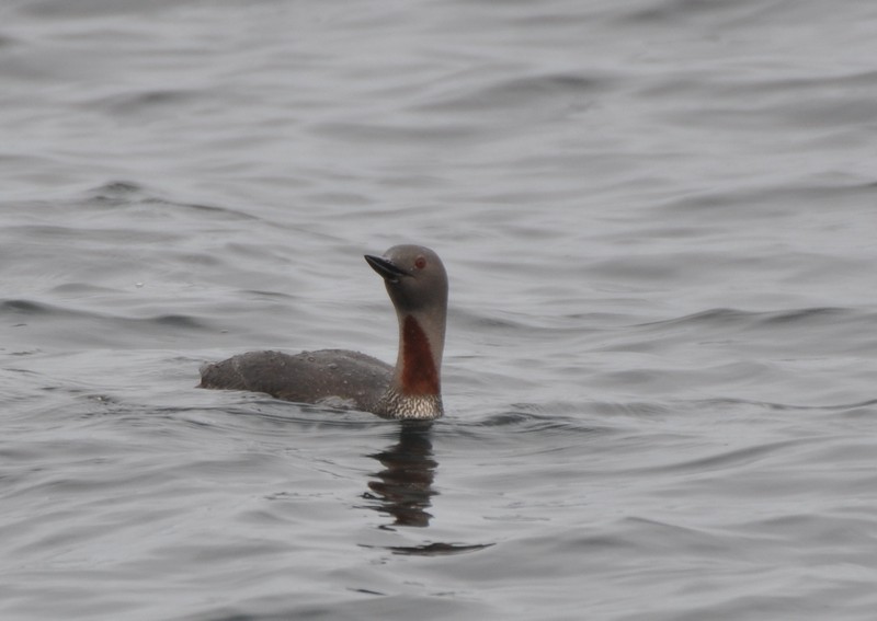[redthroateddiver19]