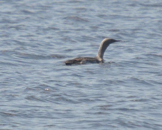 [redthroateddiver9]