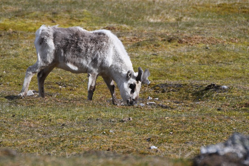 [reindeer3]
