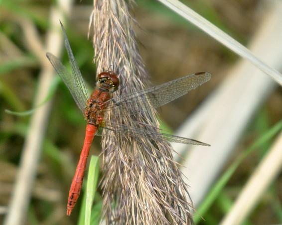 [ruddydarter1]