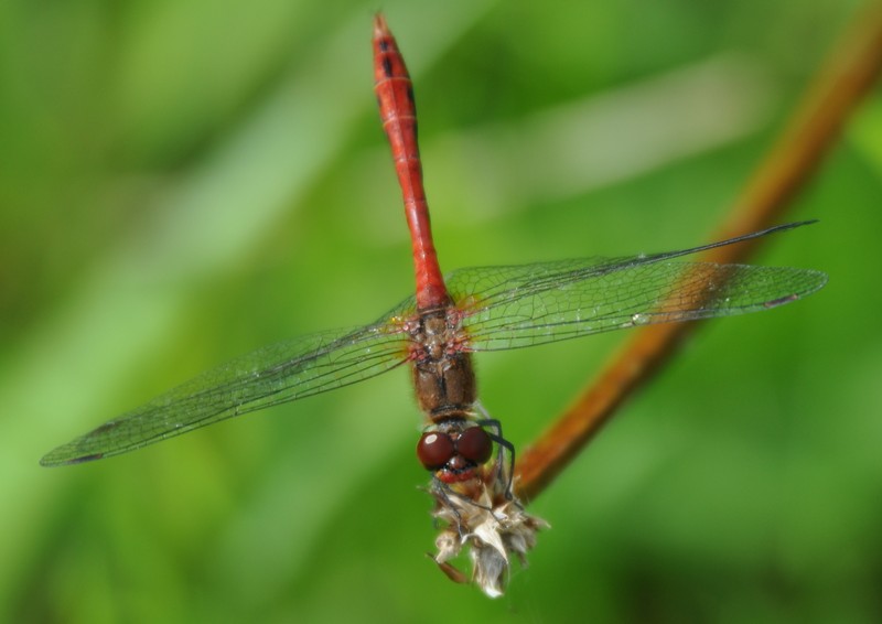 [ruddydarter4]