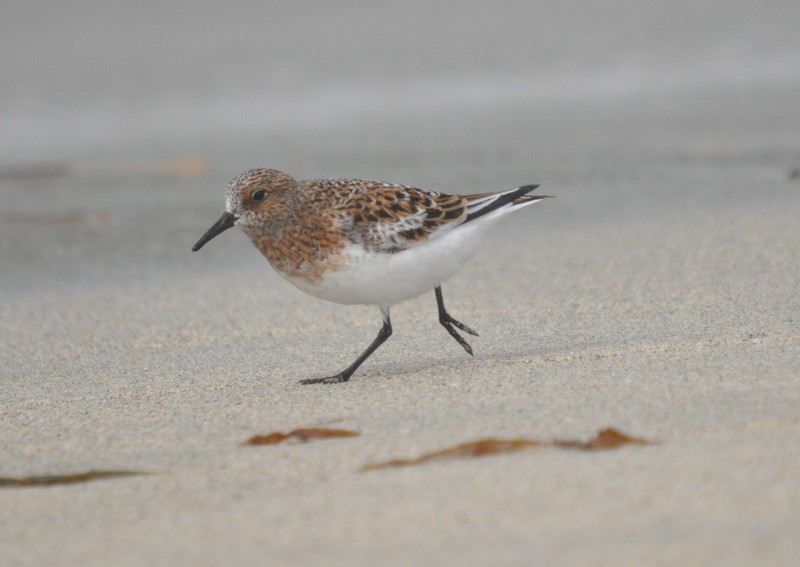 [sanderling17]