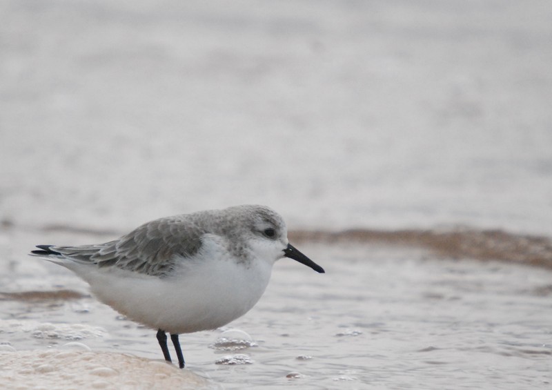 [sanderling4]