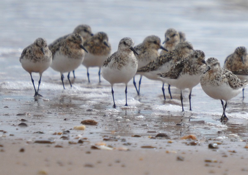 [sanderling5]