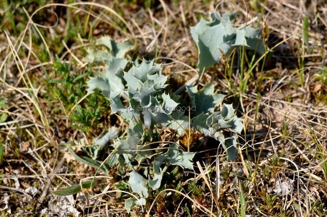 [seaholly1]