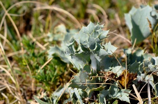 [seaholly3]